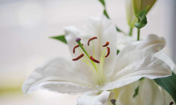 A close up of a lily